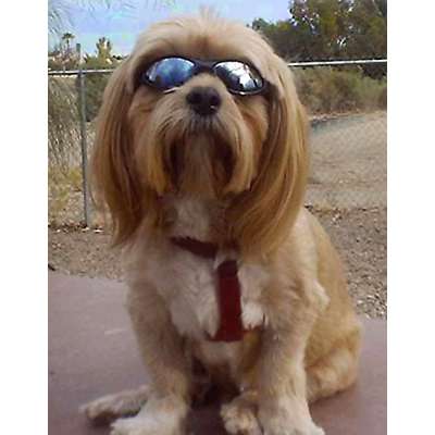 Dog Glasses