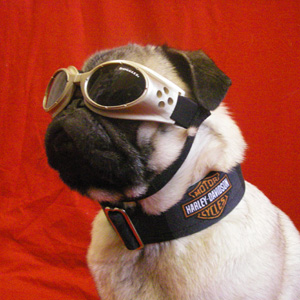 SunGlasses For Dogs