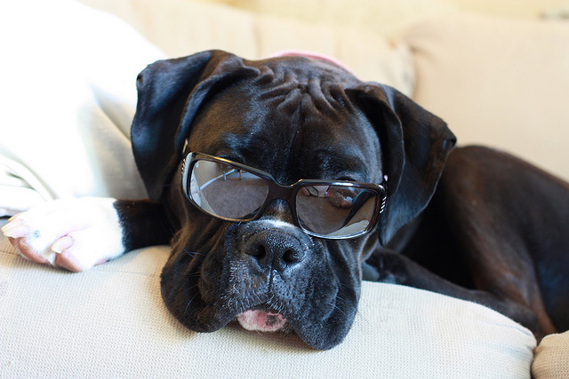 SunGlasses For Dogs