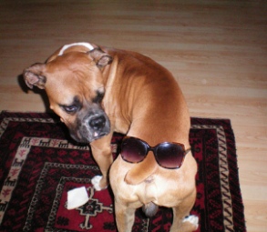Dog Glasses