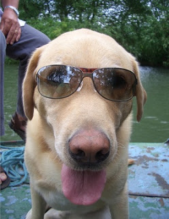 SunGlasses For Dogs