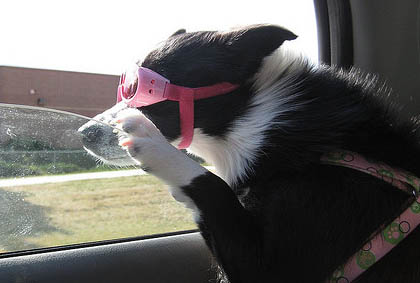Dog Glasses