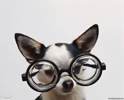 SunGlasses For Dogs