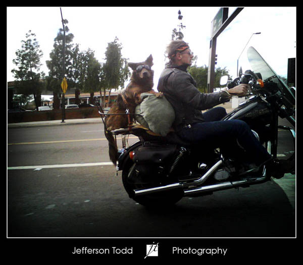 Glasses For Dogs