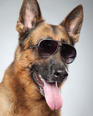 SunGlasses For Dogs
