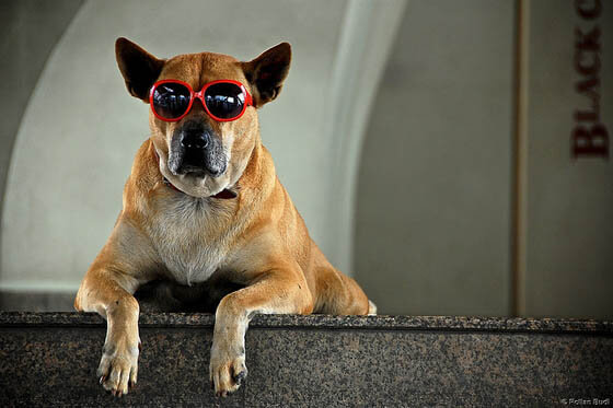 SunGlasses For Dogs