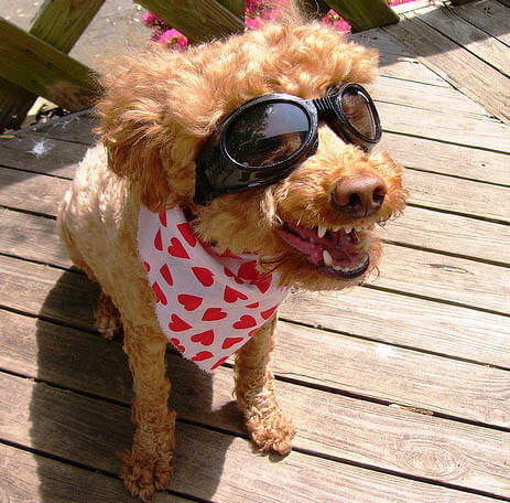 SunGlasses For Dogs