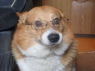 SunGlasses For Dogs
