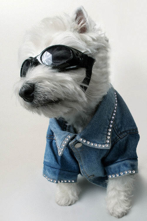 SunGlasses For Dogs