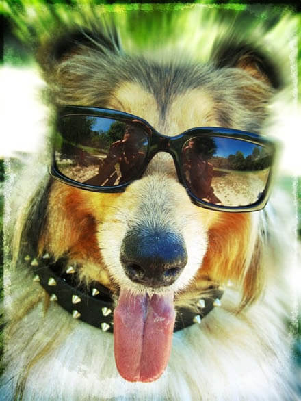 Glasses For Dogs