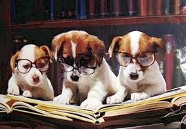 Dog Glasses
