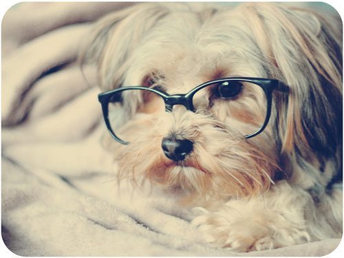 Dog Glasses