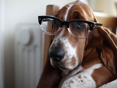 Dog Glasses