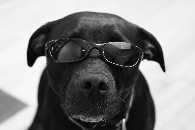 Dog Glasses