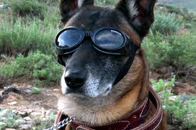 SunGlasses For Dogs