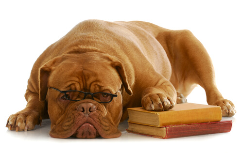 Dog Glasses
