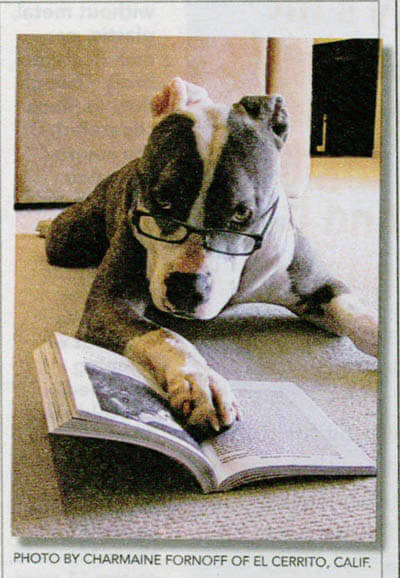 Dog Glasses