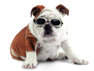 Dog Glasses, Doggles
