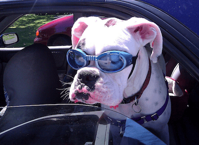 Glasses For Dogs
