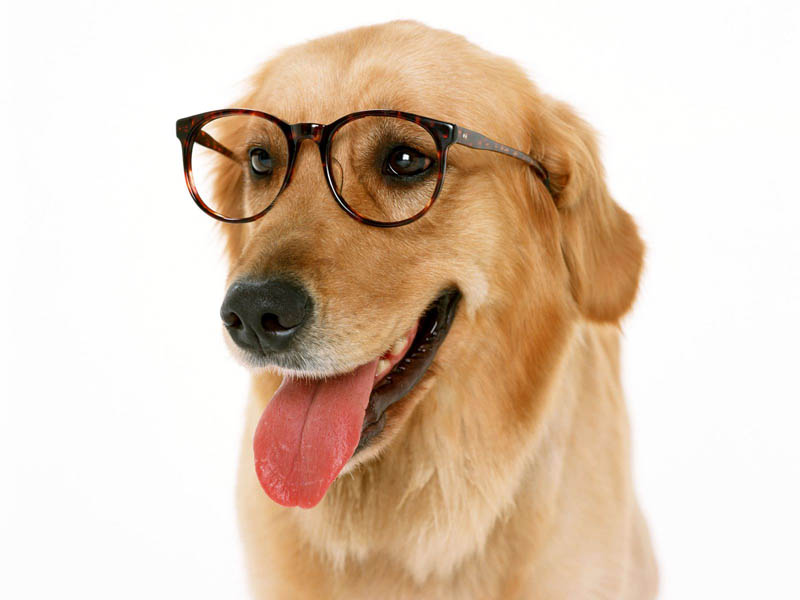 Dog Glasses