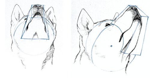 Dog Head Structure