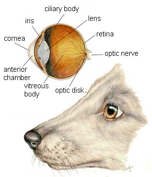 DOG EYE STRUCTURE