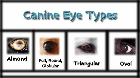 DOG VISION and EYES