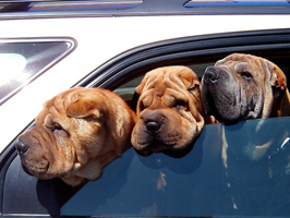 dog in car