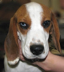 This photo is (c) by Darlene of AlaDar Beagles
