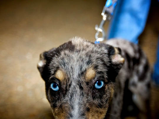 DOG NOSE COLOR