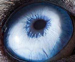 Dog eyes & nose color