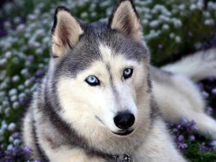 DOG NOSE COLOR