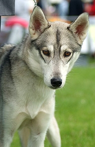 dog eye color