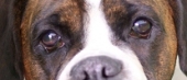 DOG NOSE COLOR