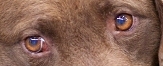 DOG NOSE COLOR