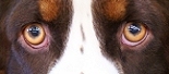 DOG NOSE COLOR