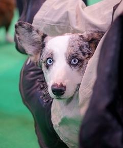DOG NOSE COLOR