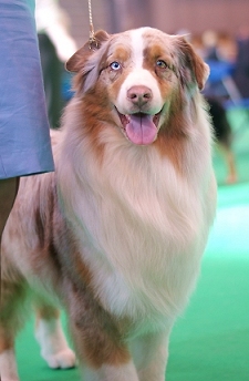 DOG NOSE COLOR