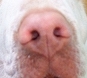 DOG NOSE COLOR