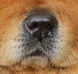 DOG NOSE COLOR