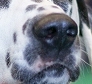 DOG NOSE COLOR