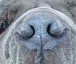 DOG NOSE COLOR