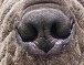 DOG NOSE COLOR
