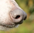 DOG NOSE COLOR