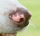 DOG NOSE COLOR