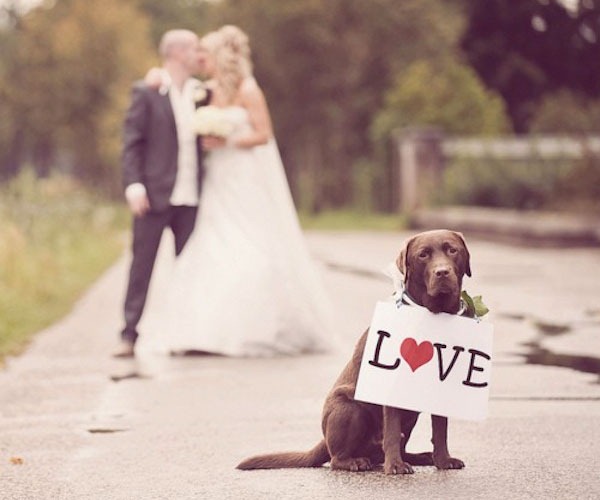 Dog and Puppies Love, Loving, Kisses