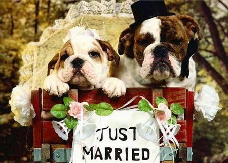 DOG and PUPPY LOVE, WEDDING and MARRIAGE