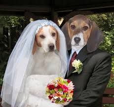 DOG and PUPPY LOVE, WEDDING and MARRIAGE