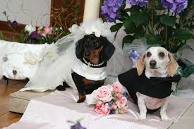 DOG and PUPPY LOVE, WEDDING and MARRIAGE