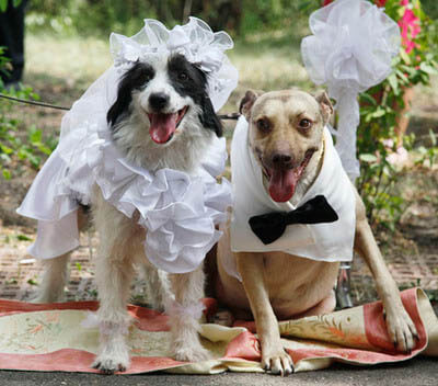 DOG and PUPPY LOVE, WEDDING and MARRIAGE